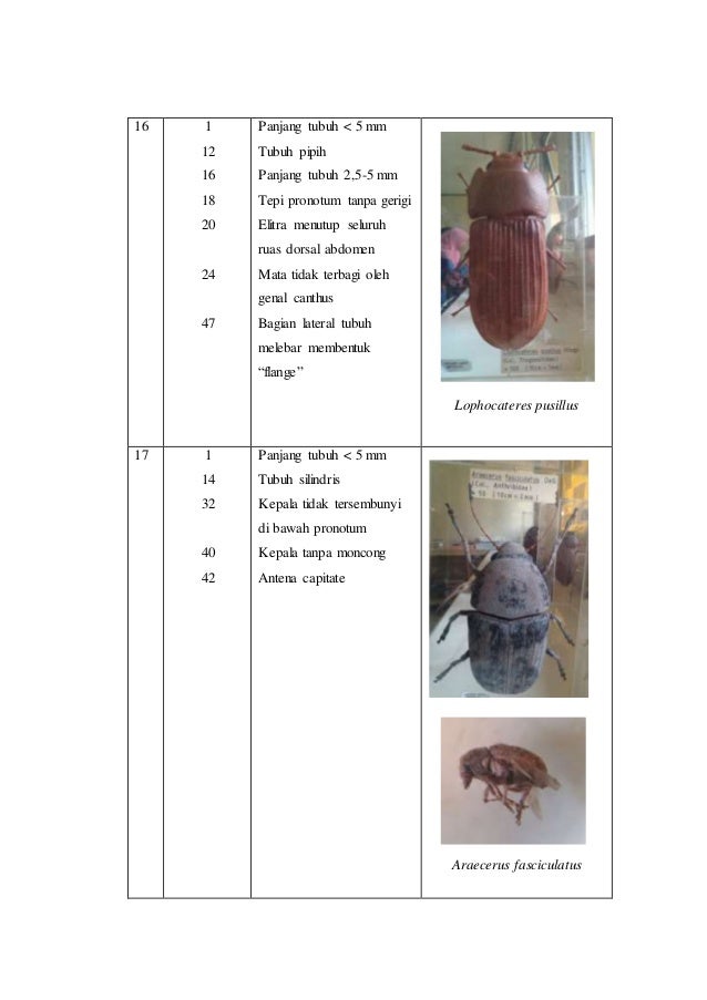 Detail Gambar Klasifikasi Hama Necrobia Rufipes Nomer 36