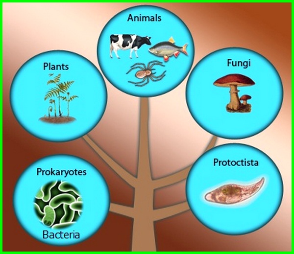 Detail Gambar Klasifikasi Makhluk Hidup Nomer 13