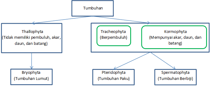 Detail Gambar Klasifikasi Tumbuhan Nomer 11