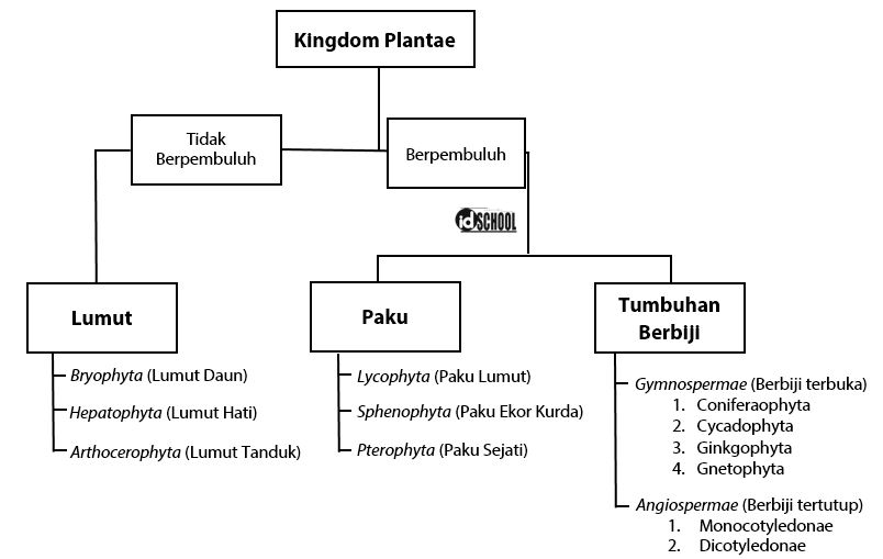 Detail Gambar Klasifikasi Tumbuhan Nomer 13