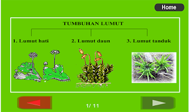 Detail Gambar Klasifikasi Tumbuhan Nomer 15