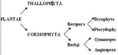 Detail Gambar Klasifikasi Tumbuhan Nomer 18