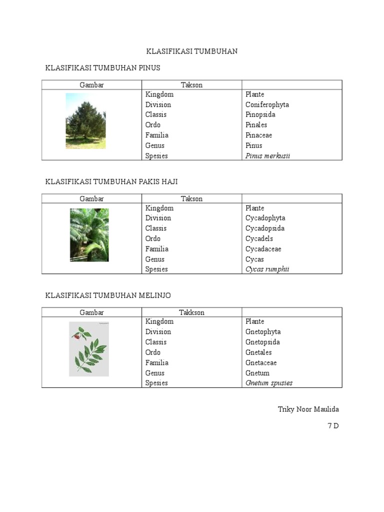Detail Gambar Klasifikasi Tumbuhan Nomer 30