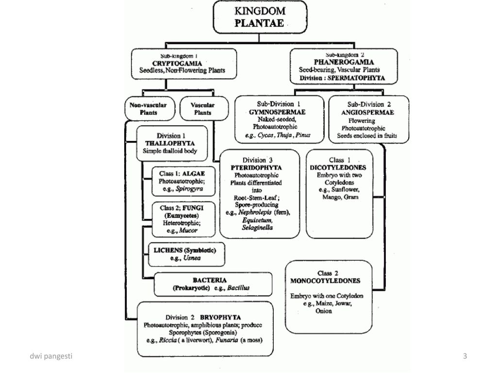 Detail Gambar Klasifikasi Tumbuhan Nomer 36