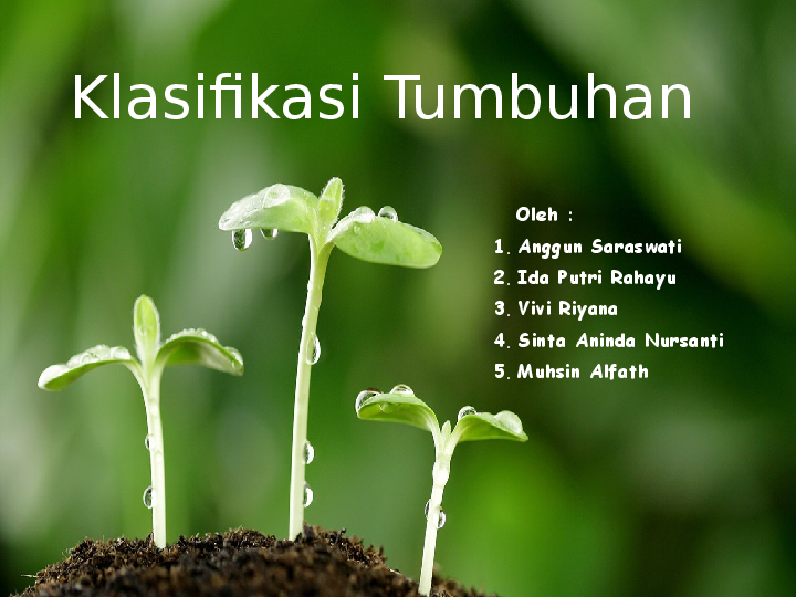 Detail Gambar Klasifikasi Tumbuhan Nomer 5