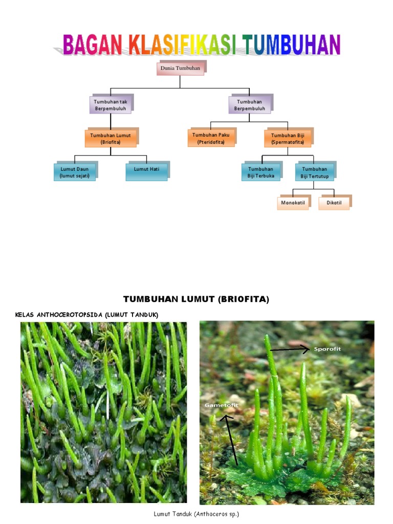 Detail Gambar Klasifikasi Tumbuhan Lumut Nomer 22