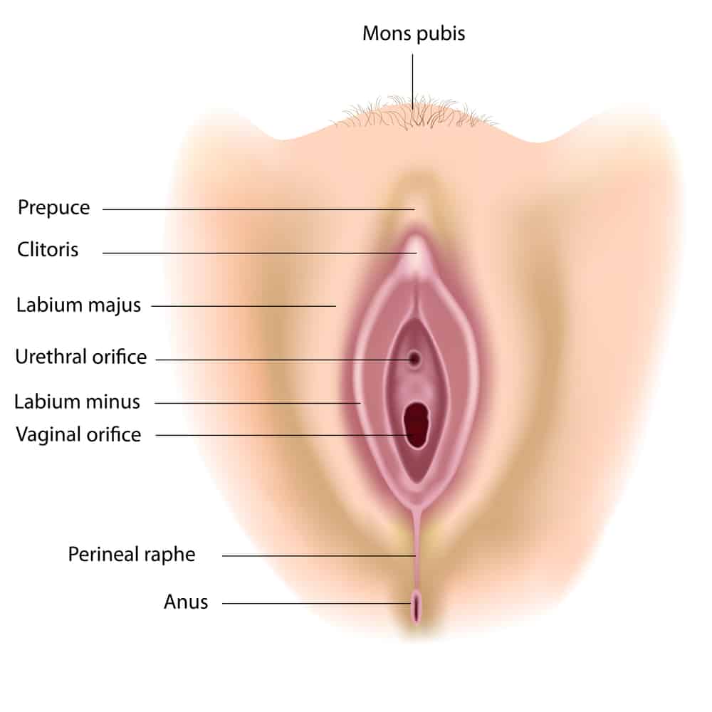 Detail Gambar Klitoris Wanita Nomer 18