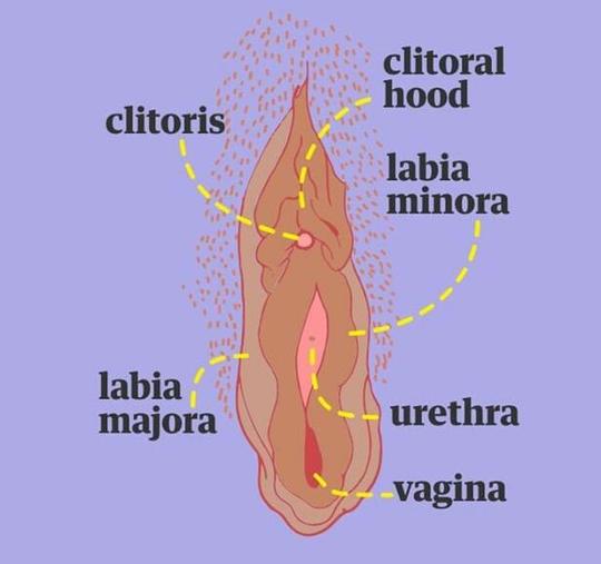 Detail Gambar Klitoris Wanita Nomer 6