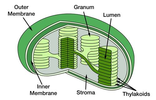 Gambar Kloroplas Dan Bagian Bagiannya - KibrisPDR