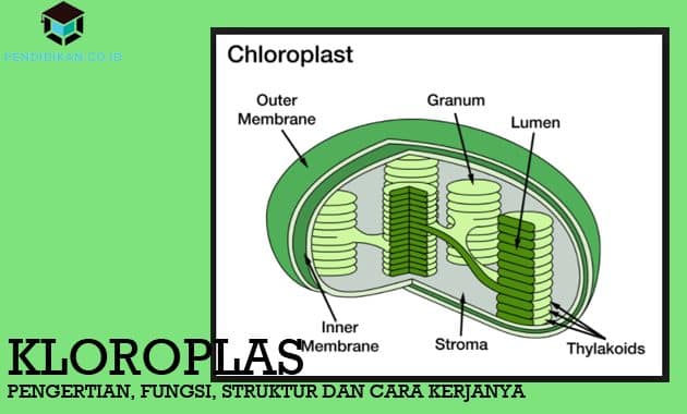 Detail Gambar Kloroplas Dan Bagian Bagiannya Nomer 2