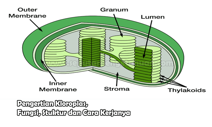 Detail Gambar Kloroplas Dan Bagian Bagiannya Nomer 10