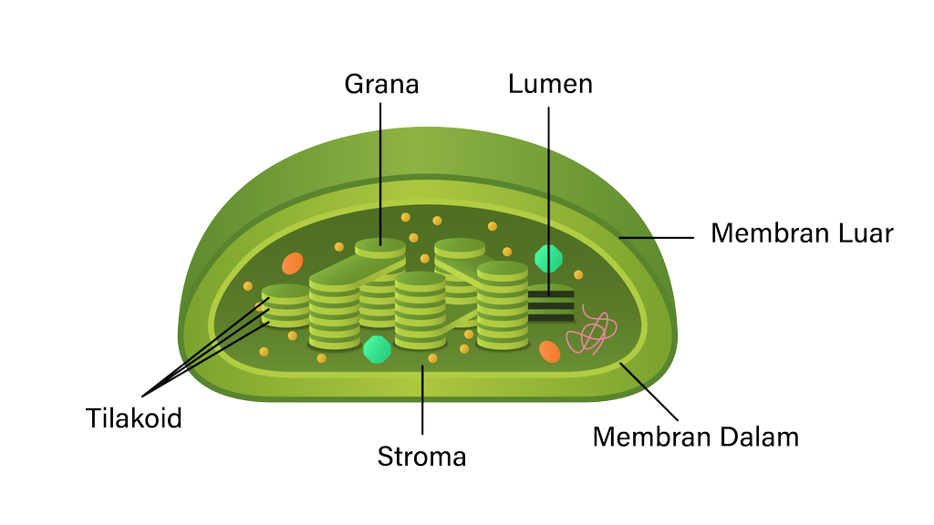 Detail Gambar Kloroplas Dan Bagian Bagiannya Nomer 11