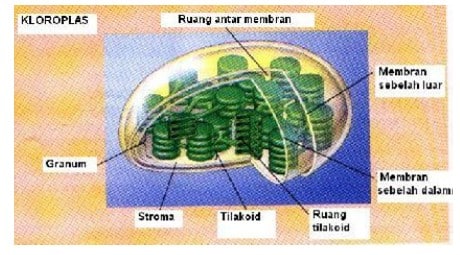 Detail Gambar Kloroplas Dan Bagian Bagiannya Nomer 20