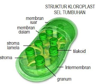 Detail Gambar Kloroplas Dan Bagian Bagiannya Nomer 25