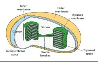 Detail Gambar Kloroplas Dan Bagian Bagiannya Nomer 4