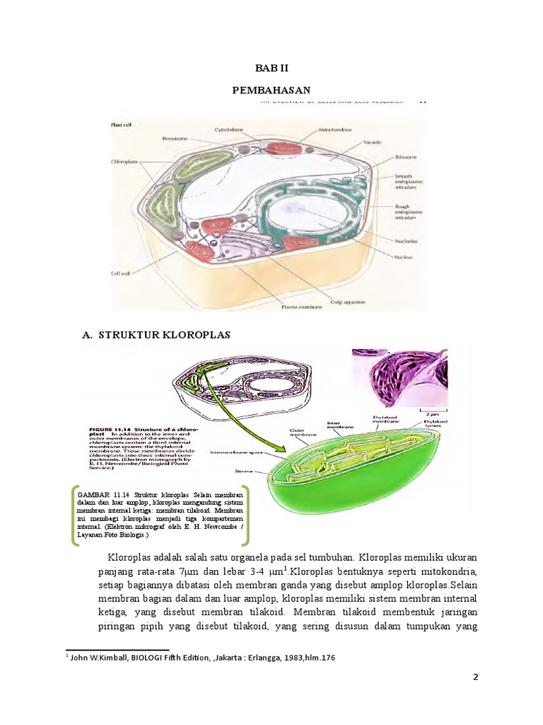 Detail Gambar Kloroplas Dan Bagian Bagiannya Nomer 28