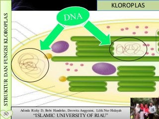 Detail Gambar Kloroplas Dan Bagian Bagiannya Nomer 38