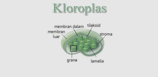 Detail Gambar Kloroplas Dan Bagian Bagiannya Nomer 40