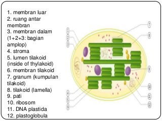 Detail Gambar Kloroplas Dan Bagian Bagiannya Nomer 41