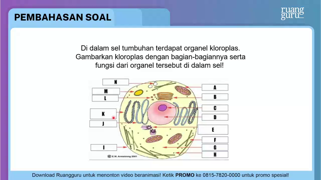 Detail Gambar Kloroplas Dan Bagian Bagiannya Nomer 42