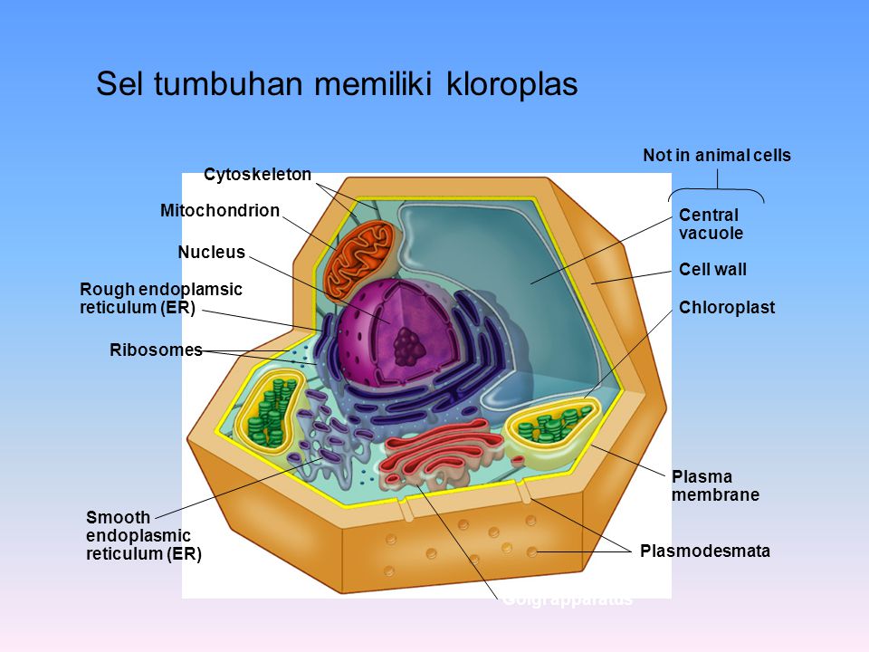 Detail Gambar Kloroplas Dan Bagian Bagiannya Nomer 45