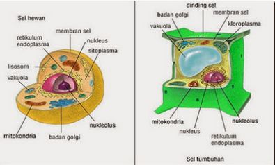 Detail Gambar Kloroplas Dan Bagian Bagiannya Nomer 49