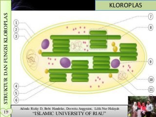 Detail Gambar Kloroplas Dan Bagian Bagiannya Nomer 50