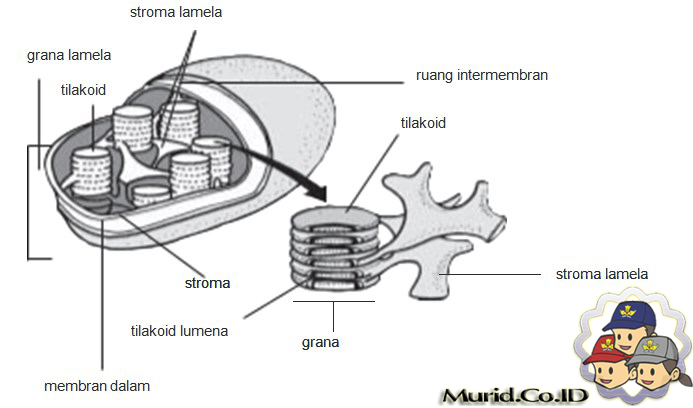 Detail Gambar Kloroplas Dan Bagian Bagiannya Nomer 52