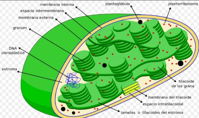 Detail Gambar Kloroplas Dan Bagian Bagiannya Nomer 7