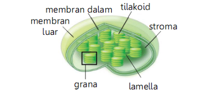 Detail Gambar Kloroplas Dan Bagian Bagiannya Nomer 8