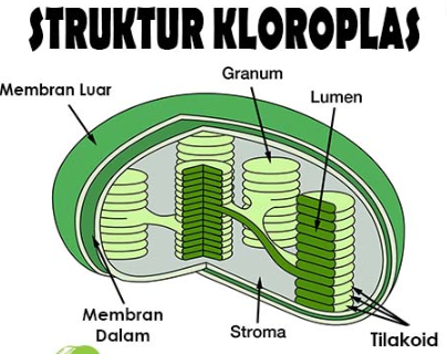 Detail Gambar Kloroplas Dan Keterangannya Nomer 3