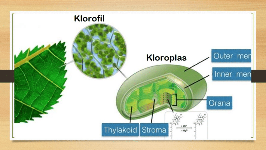 Detail Gambar Kloroplas Dan Keterangannya Nomer 22