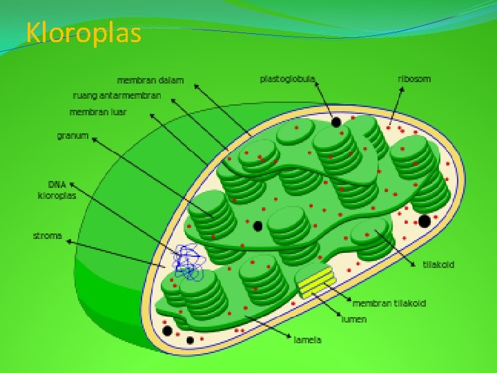 Detail Gambar Kloroplas Dan Keterangannya Nomer 33