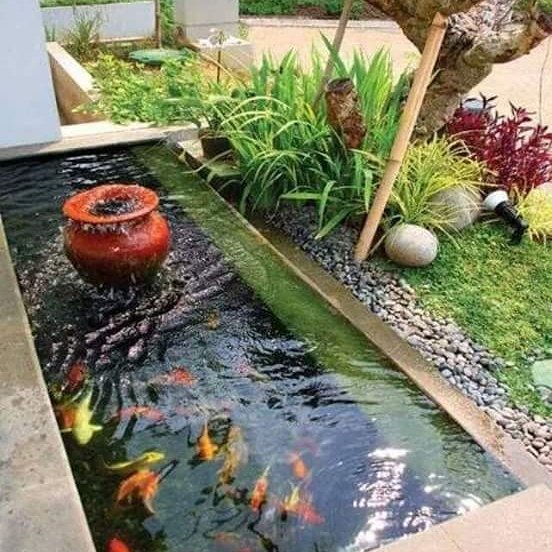 Detail Gambar Kolam Ikan Koi Nomer 13