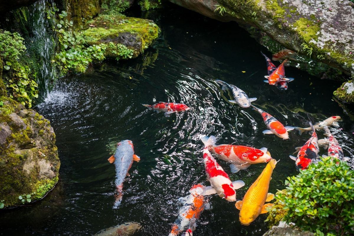 Detail Gambar Kolam Ikan Koi Nomer 8