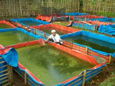 Detail Gambar Kolam Ikan Lele Nomer 17