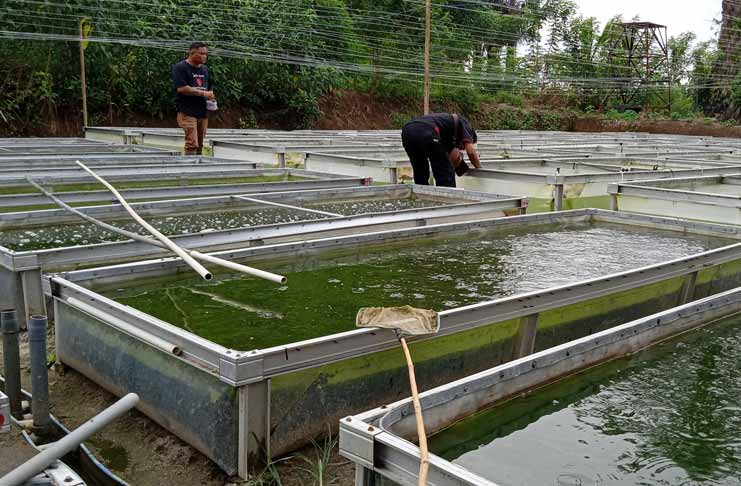 Detail Gambar Kolam Ikan Lele Nomer 18