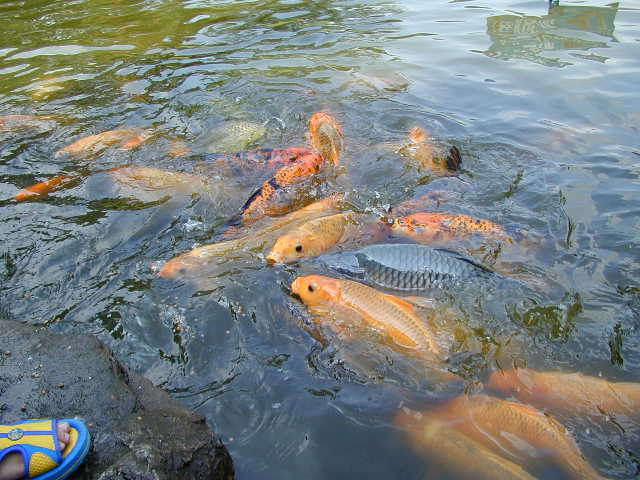 Detail Gambar Kolam Ikan Mas Nomer 19