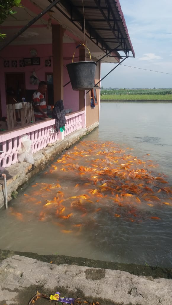 Detail Gambar Kolam Ikan Mas Nomer 25