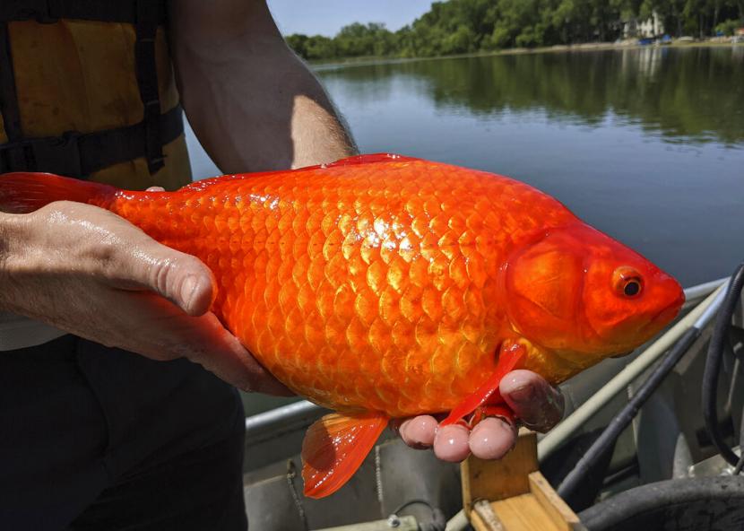 Detail Gambar Kolam Ikan Mas Nomer 30