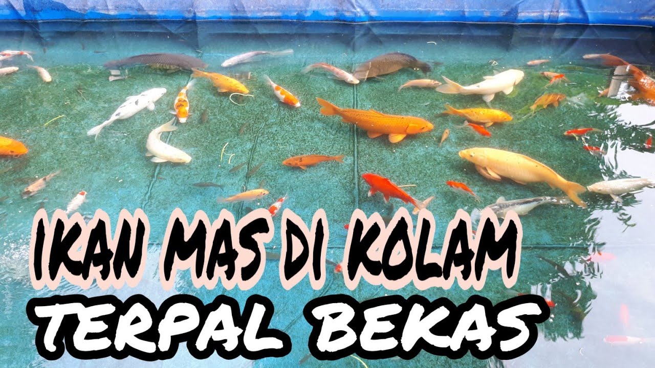 Detail Gambar Kolam Ikan Mas Nomer 32