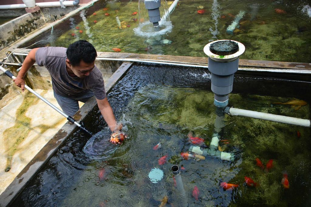 Detail Gambar Kolam Ikan Mas Nomer 36