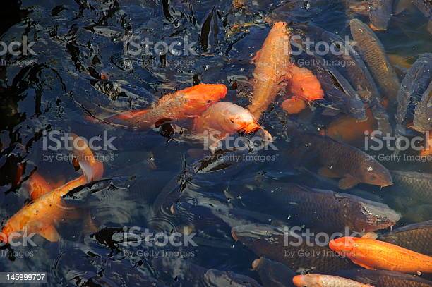 Detail Gambar Kolam Ikan Mas Nomer 37