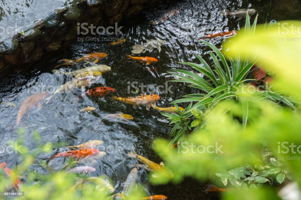 Detail Gambar Kolam Ikan Mas Nomer 49