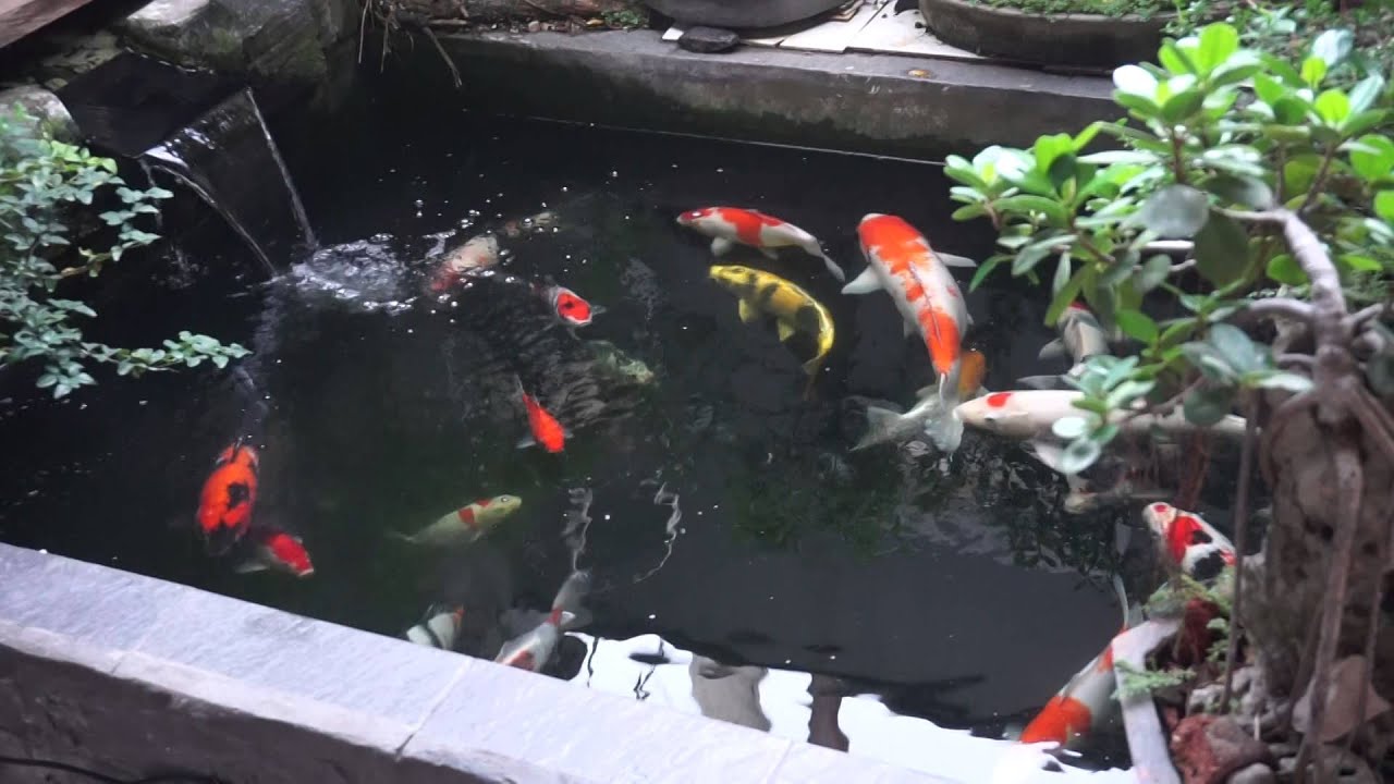 Detail Gambar Kolam Ikan Sederhana Depan Rumah Nomer 50