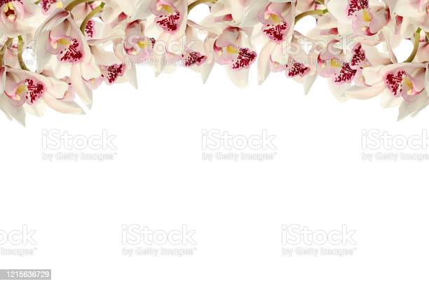 Detail Gambar Kolase Bunga Anggrek Nomer 28