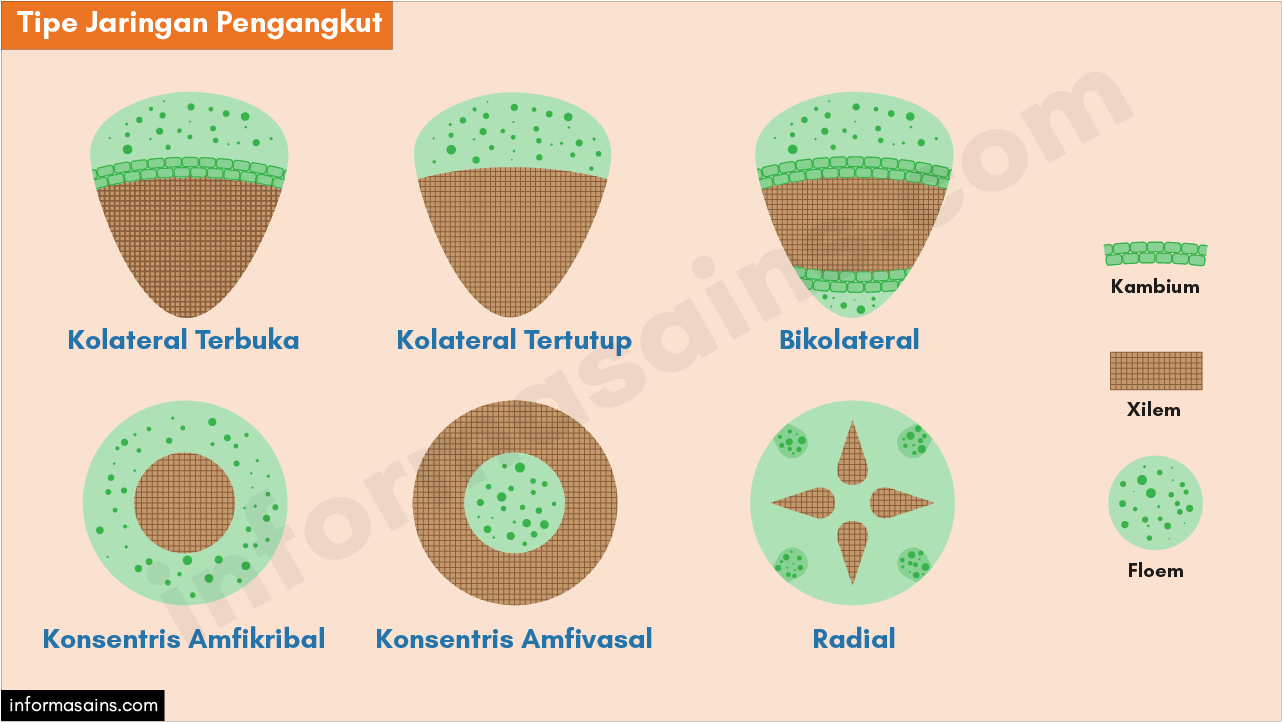 Detail Gambar Kolateral Terbuka Nomer 2