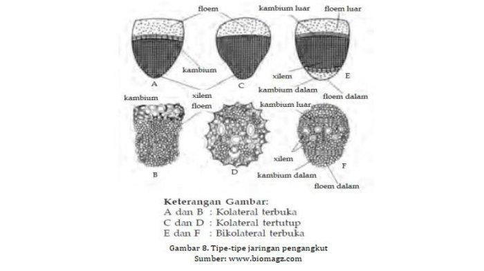 Detail Gambar Kolateral Terbuka Nomer 49