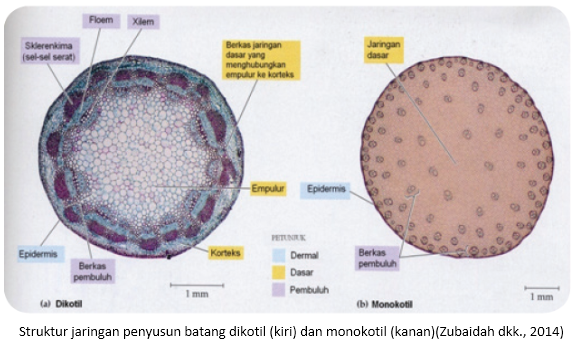 Detail Gambar Kolateral Terbuka Dan Tertutup Nomer 11