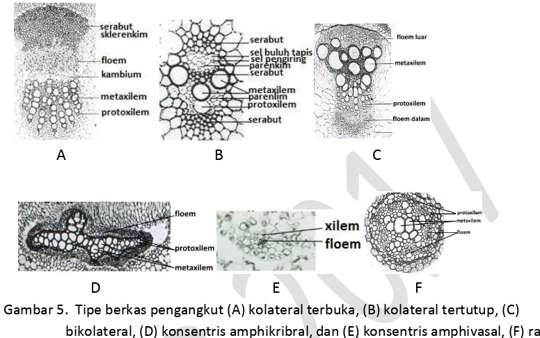 Detail Gambar Kolateral Terbuka Dan Tertutup Nomer 35